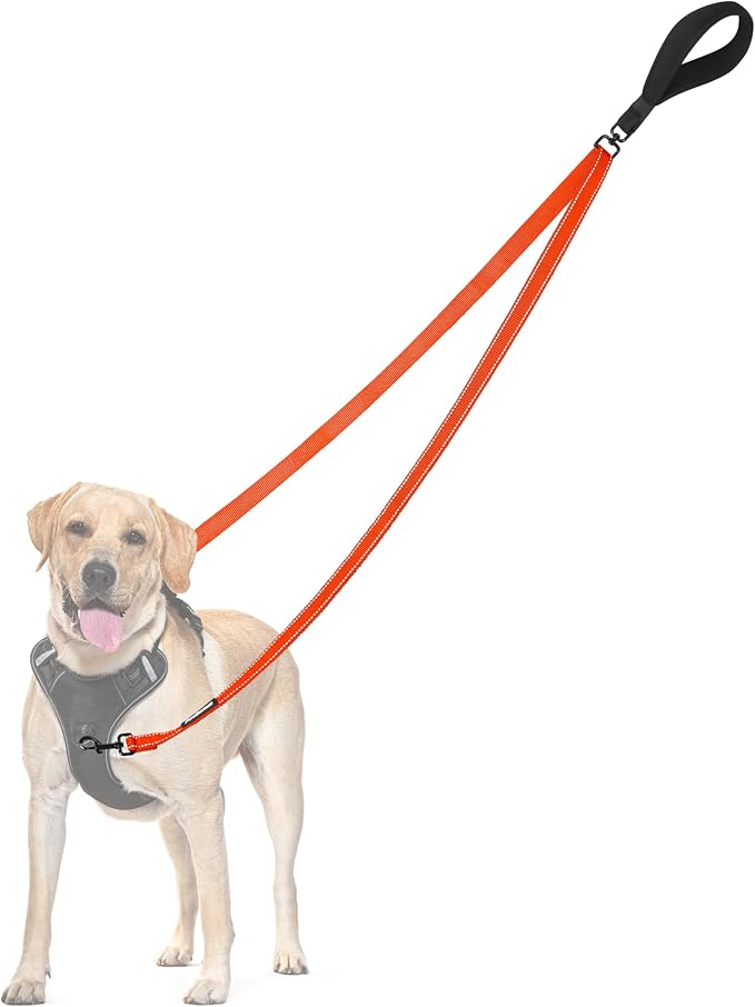 PetBonus Two Point Control Dog Leash, No Tangle Training Walking Leashes | Soft Padded Handle, Reflective, Works with No Pull Harnesses, Converts to Single Lead for Medium Large Dogs, Orange by Petbonus