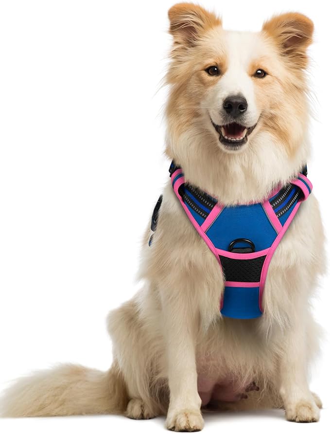 rabbitgoo Dog Harness, No Pull Medium Sized with 2 Leash Clips, Pet Vest | No Choke with Handle, Adjustable Soft Padded, Reflective, Easy Control for Walking, Blue & Hot Pink, Medium by rabbitgoo