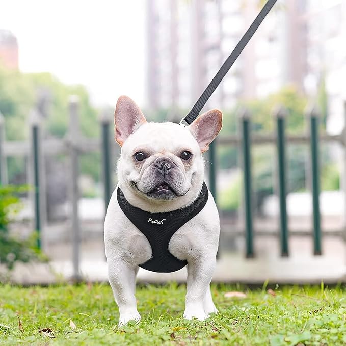 PUPTECK Small Dog Harness and Leash Set No Pull for XS XXS Sized Dogs Puppy | Escape Proof No Choke Pet Cat Adjustable Soft Padded Walking Vest - Image 6