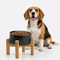 Petygooing Black Elevated/Raised 15°Slanted Ceramic Dog Bowl for Small and Medium Breeds, Tilted Anti Slip Pet Feeding Bowl,Food Water Dish with Stand for Cats and Dogs (28 OZ/3.6 Cups) by PetygooingforYOURLOVEDPET