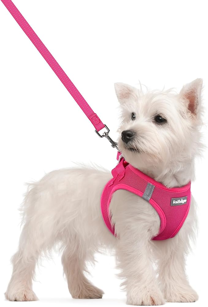 rabbitgoo Dog Harness Small Sized and Leash Set, Step-in Puppy Pet Vest | Light, Soft, Breathable Air Mesh, Easy on and Remove with Hook & Loop, Secure Reflective for Walking, Rose Red S by rabbitgoo