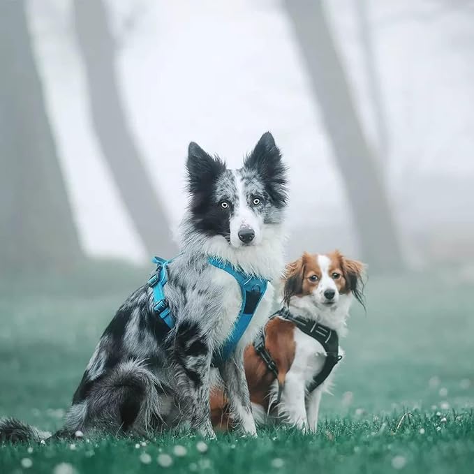 TRUE LOVE Adjustable No-Pull Dog Harness Reflective Vest, Blue, S | Front Clip, No-Choke, Soft Padded, Control Handle, Anti Escape, Dog Car Harness, Walking and Training, Escape Proof, TLH5651 - Image 6