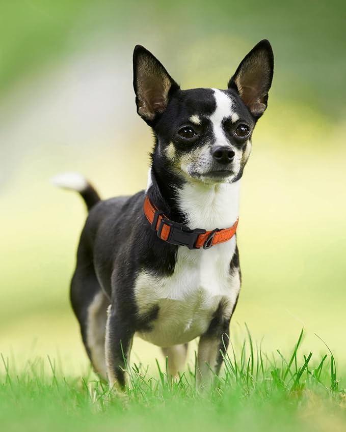 Joytale Reflective Dog Collar, Adjustable Neoprene Padded, Orange XS | Breathable Nylon for Puppies and Small Breeds, No Chafing on Walks and Indoor Training, Light Metal D-Ring, Night Safety - Image 6