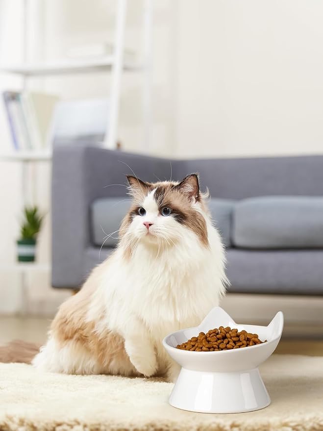 ABRUTY Cat Food Bowl, 5 OZ Ceramic Elevated Kitten Water Bowl, 15° Tilted Raised Pet Feeder, Anti Vomiting and Whisker Friendly Dishes for Fat Faced, Cat, Kitten, Small Dog - Image 8