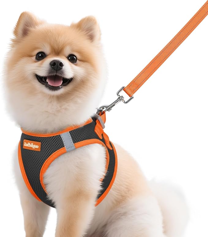 rabbitgoo Dog Harness Small Sized and Leash Set, Step in Soft Vest | Breathable Mesh, Easy Wear with Hook & Loop, Light and Reflective for Walking, Multi-colored, Black & Orange, M by rabbitgoo