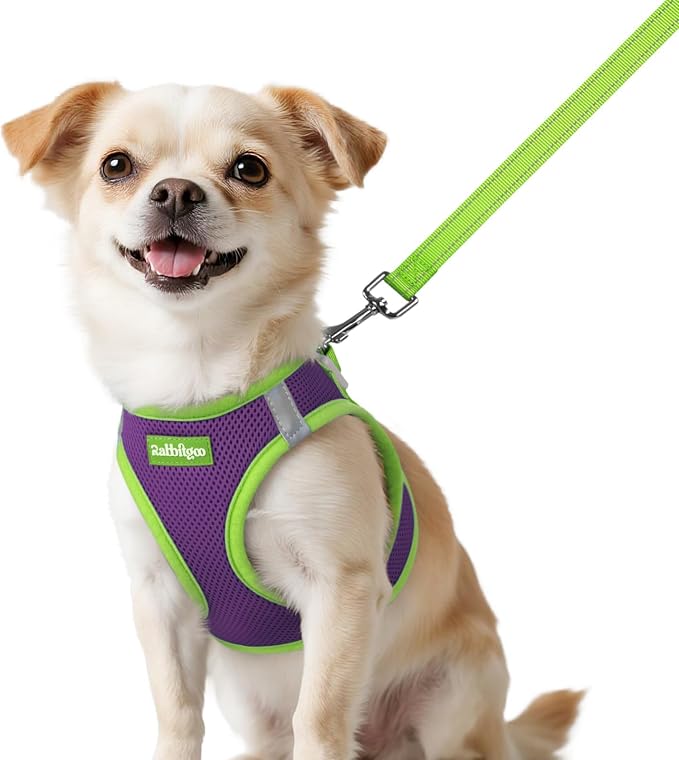 rabbitgoo Dog Harness Small Sized and Leash Set, Step in Soft Vest | Breathable Mesh, Easy Wear with Hook & Loop, Light and Reflective for Walking, Multi-colored, Purple & Green, XXS by rabbitgoo