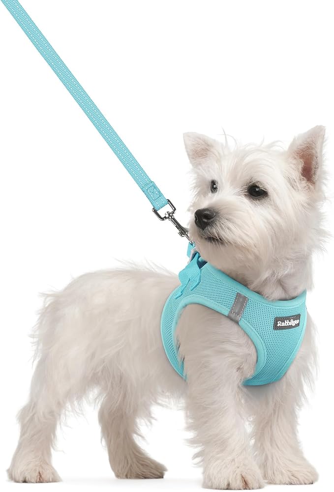 rabbitgoo Dog Harness Small Sized and Leash Set, Step-in Puppy Pet Vest | Light, Soft, Breathable Air Mesh, Easy on and Remove with Hook & Loop, Secure Reflective for Walking, Mint Blue S by rabbitgoo