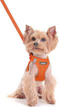rabbitgoo Dog Harness Small Sized and Leash Set, Step-in Puppy Pet Vest | Light, Soft, Breathable Air Mesh, Easy on and Remove with Hook & Loop, Secure Reflective for Walking, Orange XXS by rabbitgoo