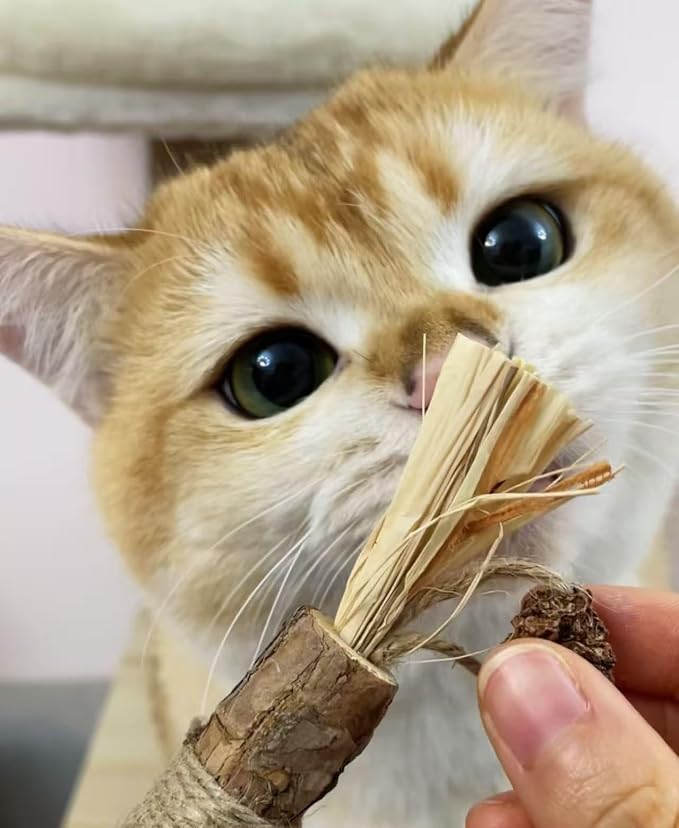 6Pcs Silvervine Sticks for Cats with Catnip Bag, Cat Chew Toys for Teeth Cleaning and Anxiety Relief, Natural Dental Care Kit for Indoor Cats & Kittens - Image 5