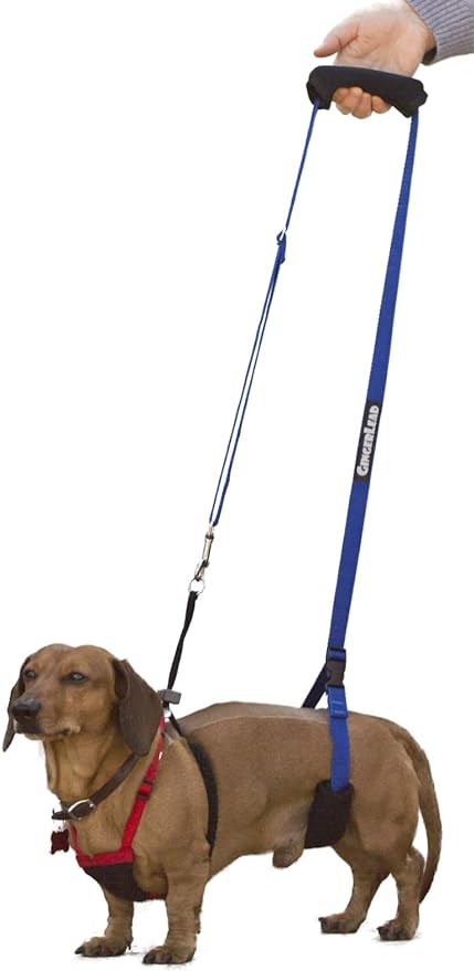 Dog Back Support IVDD Sling Harness, X-Small & Dachshunds | Fits Pets Under 25 lbs and Doxies, Walking Aid for K9s with Disc Disease, Fully Adjustable, Chest Harness NOT Included - Image 2