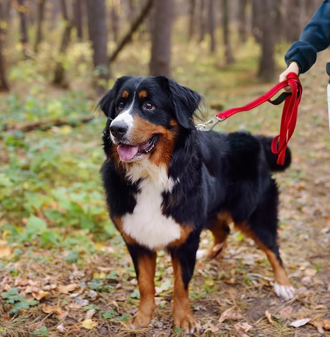 Twoear 4FT 1IN Heavy Duty Dog Leash for Large Dogs with 2 Padded Handles | Traffic Handle Extra Control, Auto Lock Hook, Strong Reflective Walking Leash for Night Safety, Medium and Large Breeds,Red - Image 8