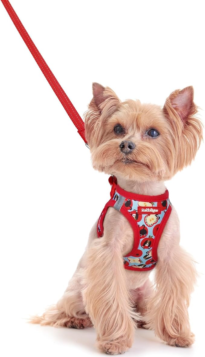 rabbitgoo Dog Harness Small Sized and Leash Set, Step-in Puppy Pet Vest | Light, Soft, Breathable Air Mesh, Easy on and Remove with Hook & Loop, Secure Reflective for Walking, Apple Pups XXS by rabbitgoo