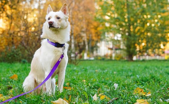 6 FT Reflective Dog Leash for Medium Dogs,Purple | Padded Handle,Metal D-Ring,Heavy Duty Nylon Webbing, for Walking & Training - Image 2