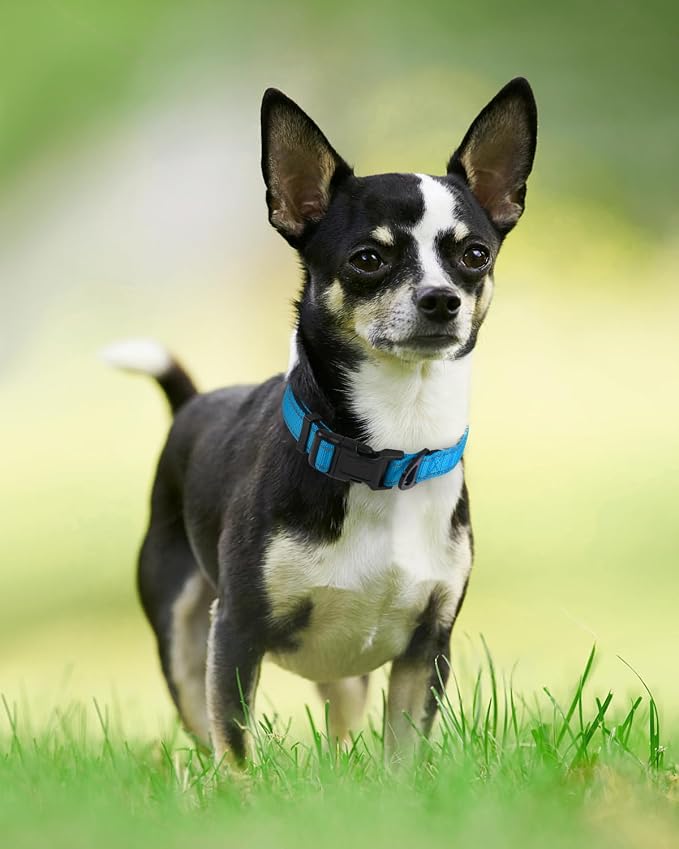 Joytale Reflective Dog Collar, Adjustable Neoprene Padded, Sky Blue XS | Breathable Nylon for Puppies and Small Breeds, No Chafing on Walks and Indoor Training, Light Metal D-Ring, Night Safety - Image 6