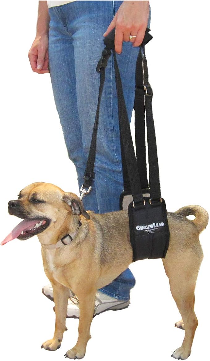 Dog Rear Sling Support Harness, SM Female, Machine Wash & Dry | Fits Small to Medium Size Dogs or Larger Barrel-Chested Breeds like Boxers, Bullies. Padded, Integrated Leash. Made in U.S.A. by GINGERLEADDogSupportSlings
