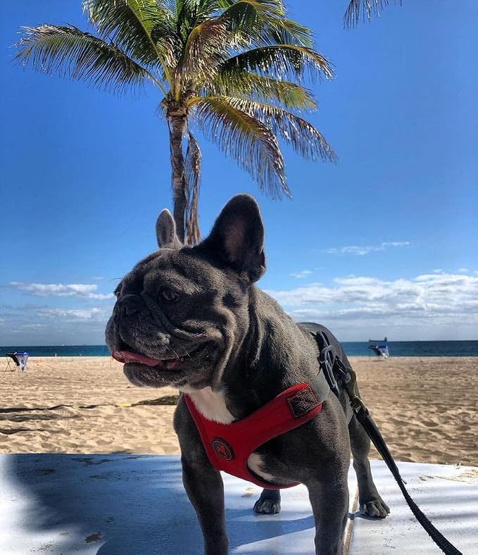 Gooby Escape Free Sport Dog Harness, Choke-Free, Red, Medium | Patented escape-free frame; Reduces choking; 4-point adjustment; Soft neoprene padding; Durable webbed straps - Image 6