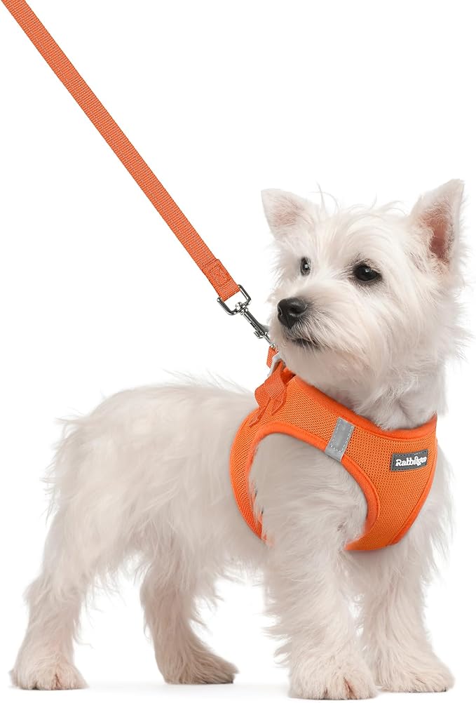 rabbitgoo Dog Harness Small Sized and Leash Set, Step-in Puppy Pet Vest | Light, Soft, Breathable Air Mesh, Easy on and Remove with Hook & Loop, Secure Reflective for Walking, Orange S by rabbitgoo