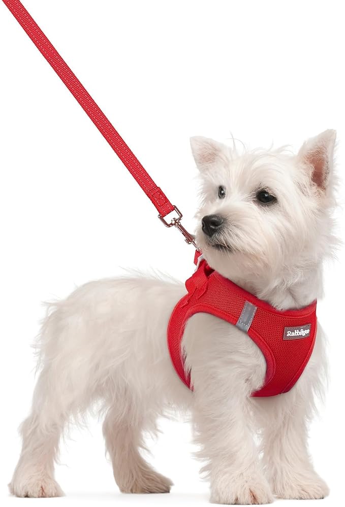rabbitgoo Dog Harness Small Sized and Leash Set, Step-in Puppy Pet Vest | Light, Soft, Breathable Air Mesh, Easy on and Remove with Hook & Loop, Secure Reflective for Walking, Red S by rabbitgoo