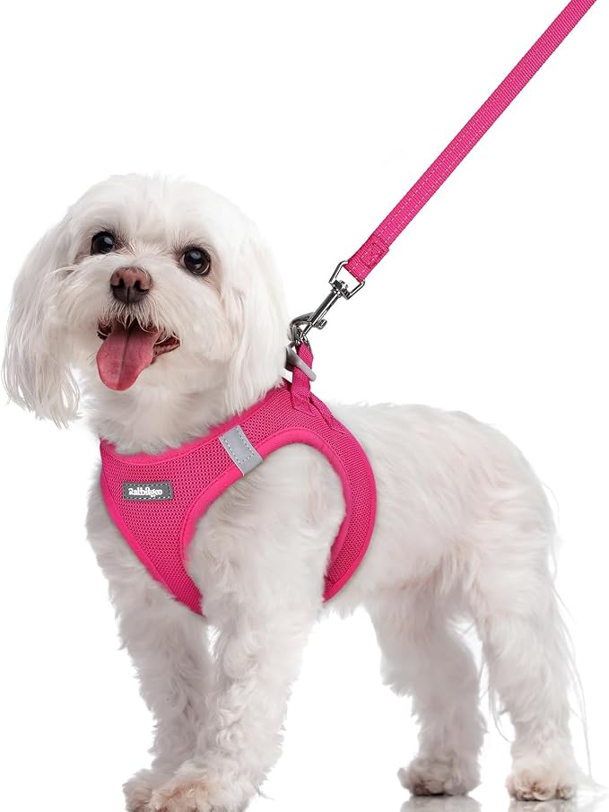 rabbitgoo Dog Harness Small Sized and Leash Set, Step-in Puppy Pet Vest | Light, Soft, Breathable Air Mesh, Easy on and Remove with Hook & Loop, Secure Reflective for Walking, Rose Red M by rabbitgoo