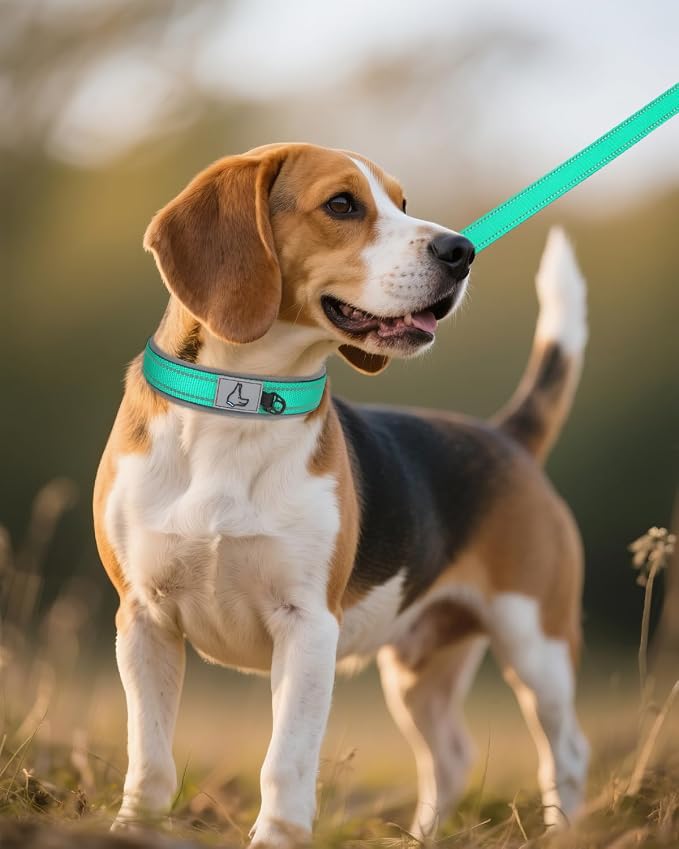 Joytale Reflective Dog Collar for Medium Dogs with Wide Padding, Teal | Soft Cushion Reduce Neck Strain, Night Safety Walking, Metal Buckle and Adjustable Eyelets, Separated Dog ID Tag Ring - Image 6