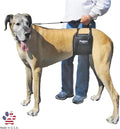 Dog Sling Hip Lift Support Harness, Tall Female, Made in USA | Fits Tall, Lean Dogs like Greyhounds or Great Danes, Padded Mobility Aid, Help Pets Walk or Balance, Machine Wash & Dry by GINGERLEADDogSupportSlings