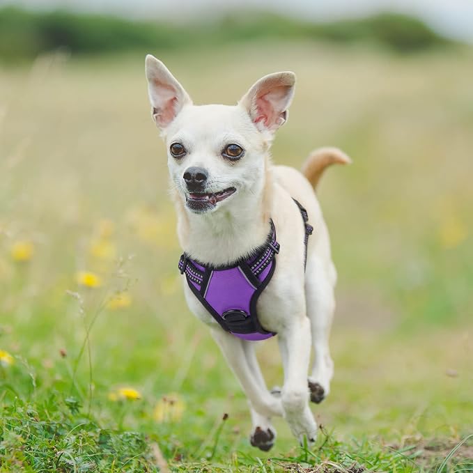 rabbitgoo Dog Harness No Pull with 2 Leash Clips, Adjustable Soft Padded, Reflective Oxford No Choke Pet Vest with Easy Control Handle for Puppy, Purple,XS | No Choke with Handle, Adjustable Soft Padded, Reflective, Easy Control for Walking, Purple, X-... - Image 8