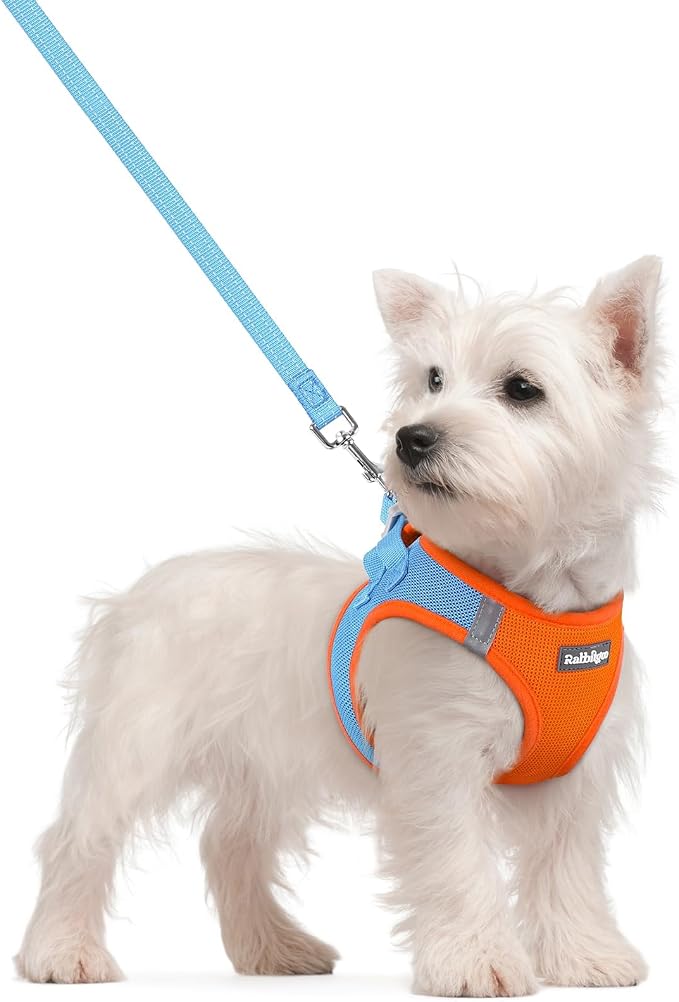 rabbitgoo Dog Harness Small Sized and Leash Set, Step-in Puppy Pet Vest | Light, Soft, Breathable Air Mesh, Easy on and Remove with Hook & Loop, Secure Reflective for Walking, Blue & Orange S by rabbitgoo