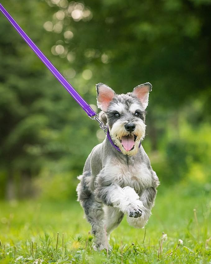 Taglory Reflective Dog Leash for Medium Large Dogs, 1in x 6ft, Purple | Ideal for Night Walking, Strong for Sudden Pulls, Lightweight & Gentle on the Neck, Soft Padded Handle - Image 8