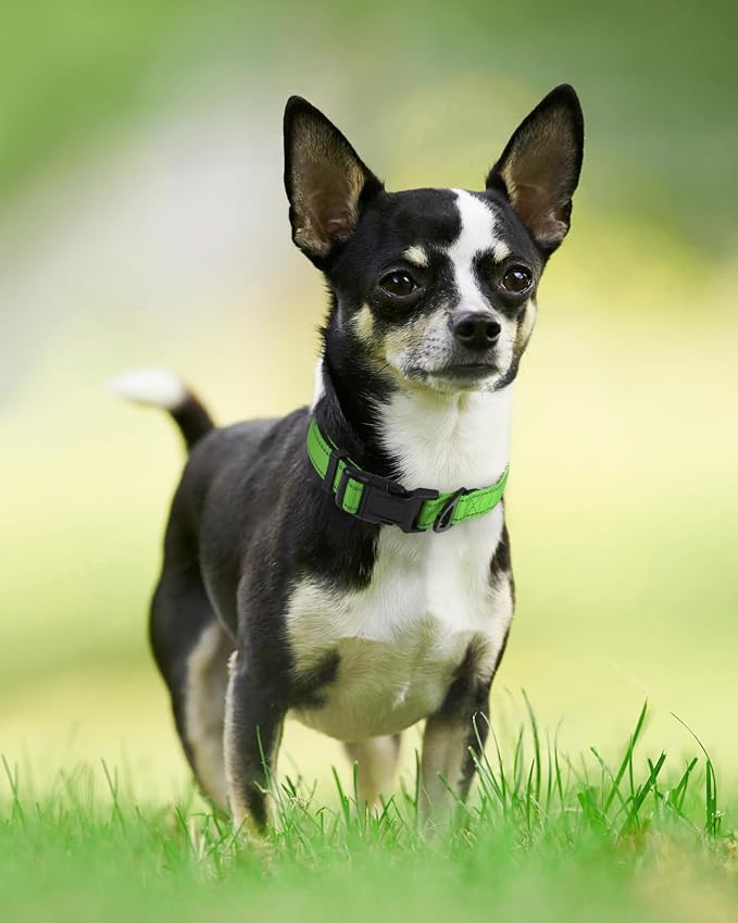 Joytale Reflective Dog Collar, Adjustable Neoprene Padded, Green XS | Breathable Nylon for Puppies and Small Breeds, No Chafing on Walks and Indoor Training, Light Metal D-Ring, Night Safety - Image 6