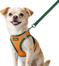 rabbitgoo Dog Harness Small Sized and Leash Set, Step in Soft Vest | Breathable Mesh, Easy Wear with Hook & Loop, Light and Reflective for Walking, Multi-colored, Orange & Dark Green, XXS by rabbitgoo