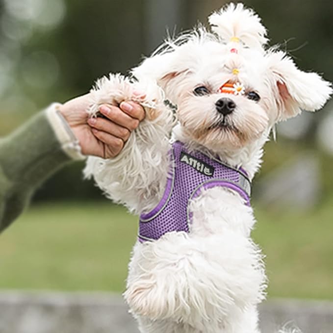 AIITLE Small Dog Harness and Leash Set, Step-in Puppy Pet Vest, Purple XXS | Breathable Mesh, Adjustable Fit, Reflective Design, Padded Leash Handle, for Small-Medium Dogs & Cats, Walking, Training - Image 7