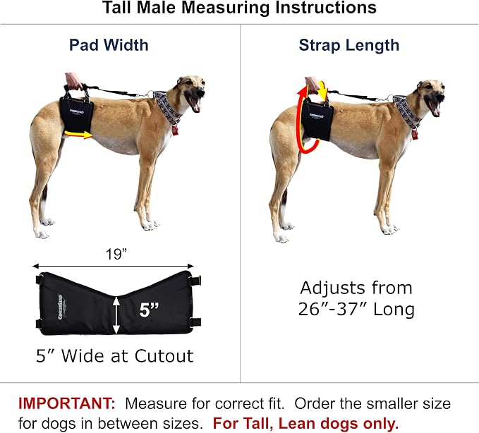 Dog Support Harness, Rear End Lift Sling, Tall Male, Made in USA | Fits Tall, Lean Dogs like Greyhounds or Great Danes, Padded Mobility Aid, Help Pets Walk or Balance, Machine Wash & Dry - Image 2