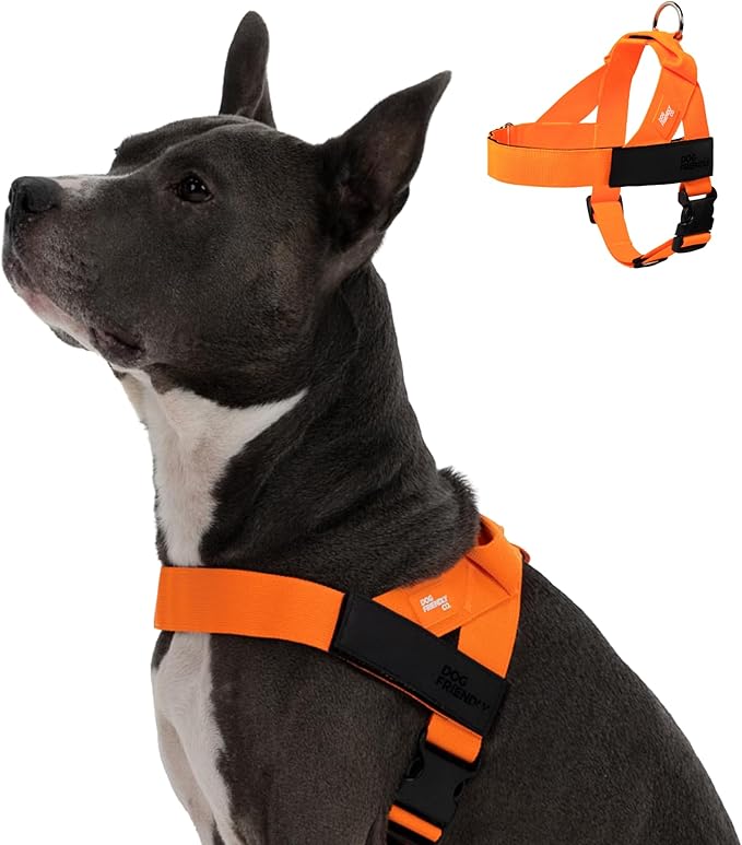 Dog Friendly Co. Dog Harness for Small Dogs (Hi-Vis Orange, Small) | One Click Buckle, Chafe Resistant Webbing, Adjustable Neck & Chest, and Heavy Duty D-Ring, Sturdy Comfortable and Easy to Use by DogFriendly