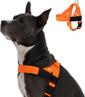 Dog Friendly Co. Dog Harness for Medium Sized Dogs (Hi-Vis Orange, Medium) | One Click Buckle, Chafe Resistant Webbing, Adjustable Neck & Chest, and Heavy Duty D-Ring, Sturdy Comfortable and Easy to Use by DogFriendly