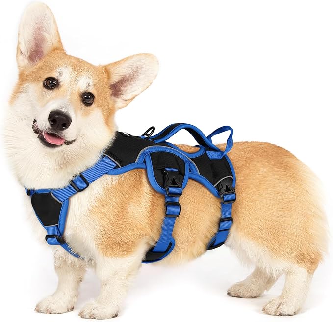 rabbitgoo Escape Proof Dog Harness for Small, No Pull with Lift Handle | No Escape, Full Soft Padded, Reflective Adjustable Vest, Leash Clip for Walking Hiking Training, Blue & Black, Small by rabbitgoo