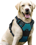 rabbitgoo Dog Harness, No Pull for Large Dogs with 2 Leash Clips, Pet Vest | No Choke with Handle, Adjustable Soft Padded, Reflective, Easy Control for Walking, Blue Coral, Large by rabbitgoo