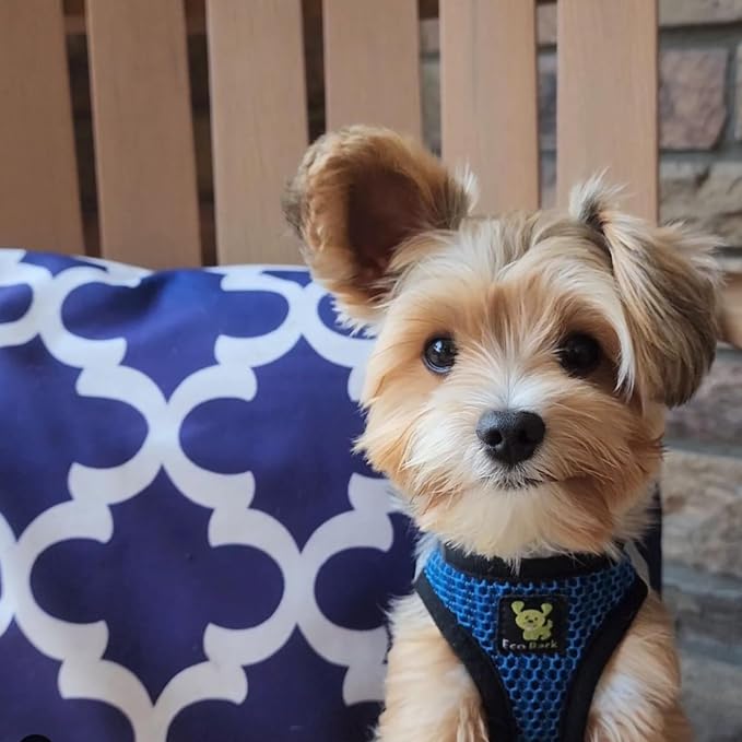 EcoBark Step in Dog Harness - Eco-Friendly Teacup Dog Harnesses for XXS, XS, and Small Dogs - Reflective and Adjustable Mini Body Halter Vest -Tiny Soft Mesh Toy Breed Harness (Bright Blue, XXS) - Image 6