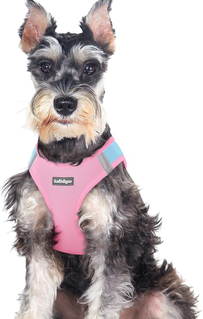 rabbitgoo Step-in Small Dog Harness, Puppy Vest for Medium Sized Pet | Easy Put on and off, Lightweight, Soft, Breathable Quick-Dry Air Mesh for Comfortable Secure Walking, Blue & Light Pink XXL by rabbitgoo