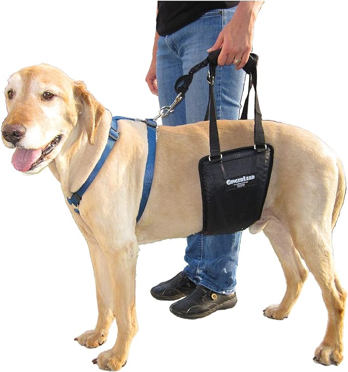 Dog Sling Hind Leg Support, M/LG Unisex with Cutout, Made in USA | Help Pets Walk, K9s Recover from Surgery, Fits Male & Female, Integrated Leash, Machine Wash/Dry, Chest Harness NOT Included by GINGERLEADDogSupportSlings