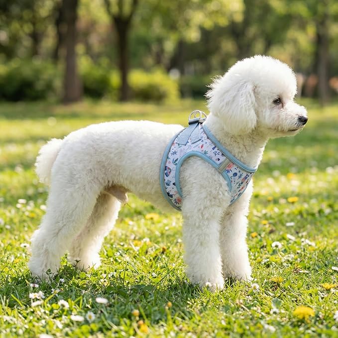 Mihqy Step in Dog Harness and Leash Set, Soft Breathable Mesh, Insect,XXS | Reflective, Adjustable No Pull Harnesses for Small Dogs Puppy and Cats, Lightweight Vest Harnesses, Fashion Floral Design - Image 4