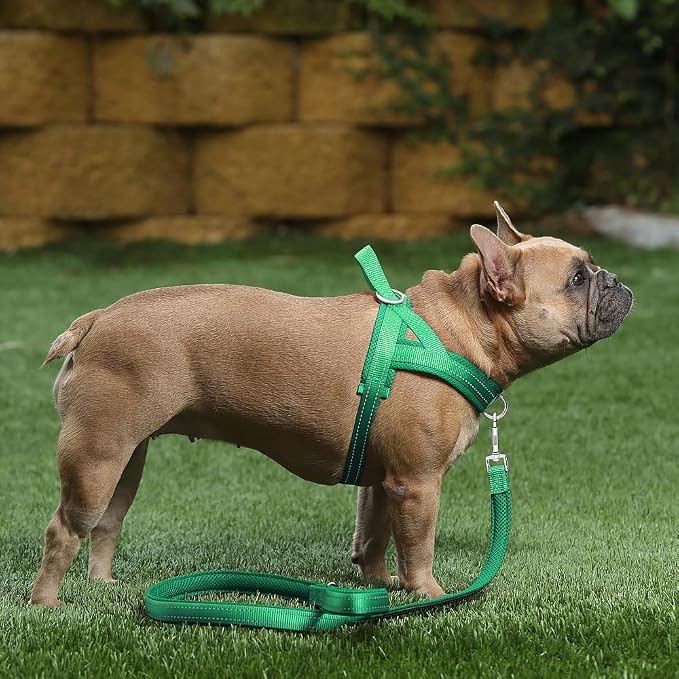 Plutus Pet No Pull Dog Harness for Medium Sized Dog, Breathable Mesh Padded | Adjustable Reflective with Handle, Escape Proof, Quick Fit Pet Vest, Front Clip, for Training and Walking, Green, M - Image 5