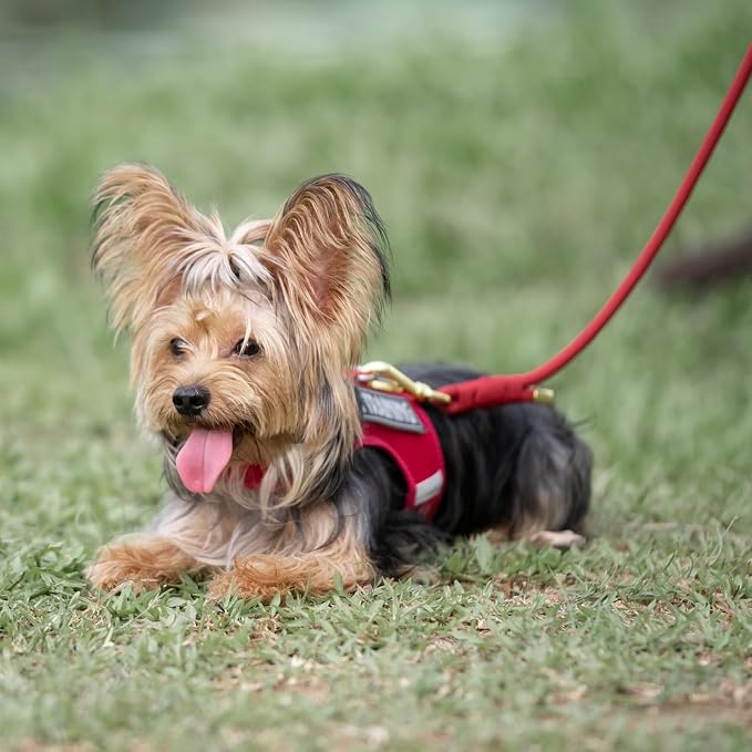 5FT Dog Leash 5/16 inch Puppy Cat Rope Lead | Burgundy Red, with Anti-tangle Swivel Clip, Comfortable Non-slip Grip Handle, Ideal for Daily Walks, for Small Medium Dogs - Image 9