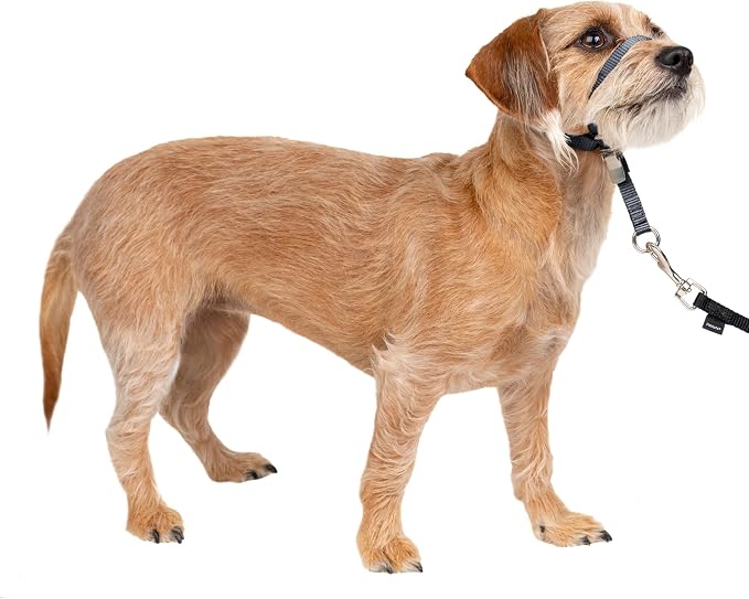 PetSafe Gentle Leader No Pull Dog Headcollar, Charcoal Gray, Small | Veterinary Behaviorist-Designed No-Pull Headcollar Redirects Pulling Instinct, Padded Neoprene Nose Loop, Quick-Snap Fit by PetSafe