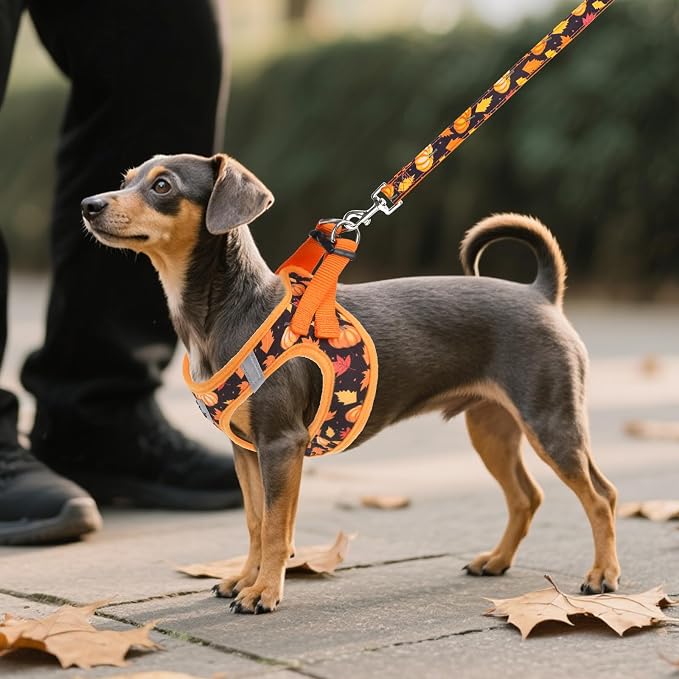 KOOLTAIL Fall Dog Harness and Leash Set for Small Medium Dogs, Thanksgiving Step in No Pull Comfort Padded Pet Vest, Adjustable Reflective Easy Walking Puppy Cats Harness Training, Leaf & Pumpkin M - Image 6