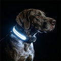 Light Up Dog Collar for Night Walking, Reflective LED Collar(White, Large) | Bright Safety Glow in the Dark, Adjustable Comfort Fit, Waterproof, Long Runtime, Easy USB-C Charging by PetIsay