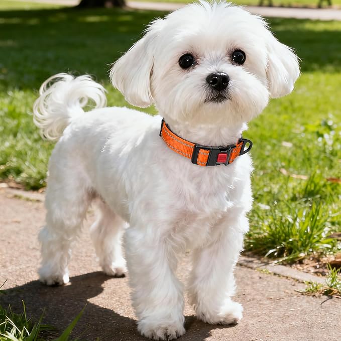 Taglory Reflective Small Dog Collar, Comfortable for Safe Night Walk,Orange | Night-Walk Visibility, Soft Neck Cushioning, Adjustable 10-16 in, Locking Buckle, D-Ring for Leash and ID Tags - Image 2
