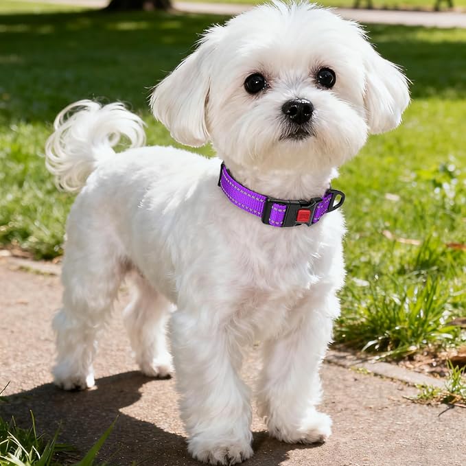Taglory Reflective Small Dog Collar, Comfortable for Safe Night Walk,Purple | Night-Walk Visibility, Soft Neck Cushioning, Adjustable 10-16 in, Locking Buckle, D-Ring for Leash and ID Tags - Image 2
