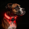 Light Up Dog Collar for Night Walking, Reflective LED Collar(Red, Large) | Bright Safety Glow in the Dark, Adjustable Comfort Fit, Waterproof, Long Runtime, Easy USB-C Charging by PetIsay