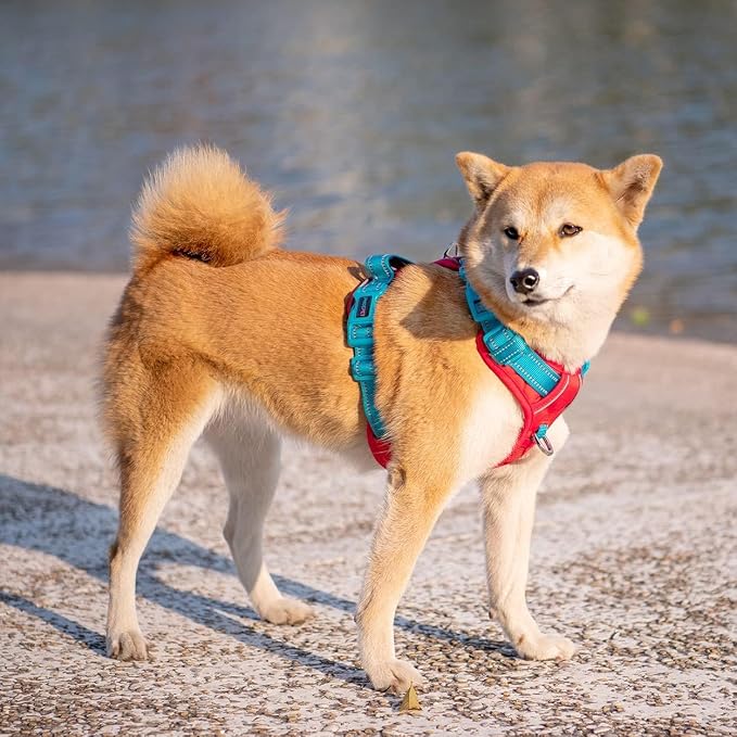 No Pull Dog Harness, Unique Colors Reflective Adjustable Dog Vest, with Soft Training Handle Metal Clips for Small Medium Large Dogs (Red Base & Teal Straps,XS) - Image 3