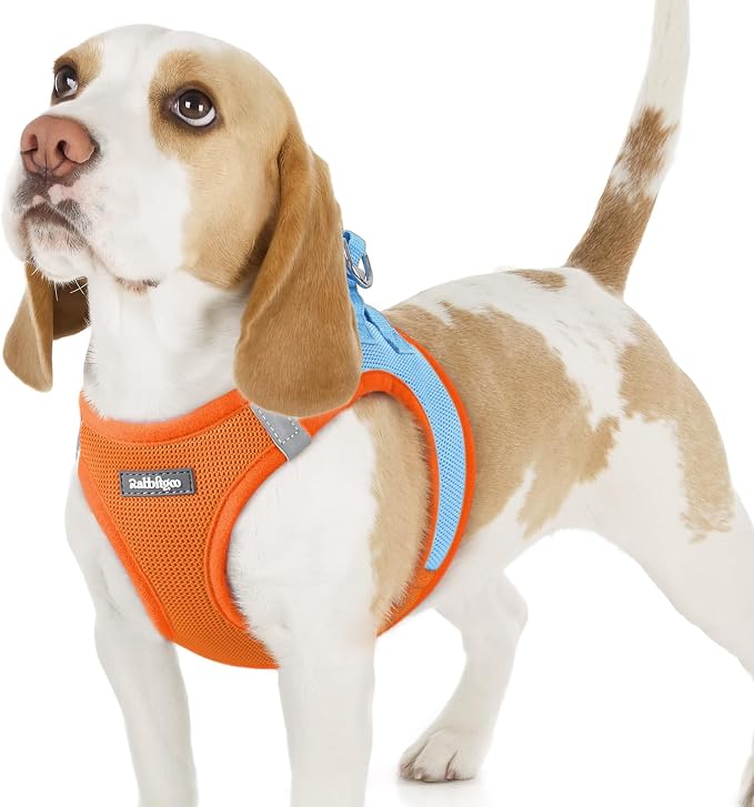rabbitgoo Step-in Small Dog Harness, Puppy Vest for Small Sized Pet | Easy Put on and off, Lightweight, Soft, Breathable Quick-Dry Air Mesh for Comfortable Secure Walking, Blue & Orange M by rabbitgoo